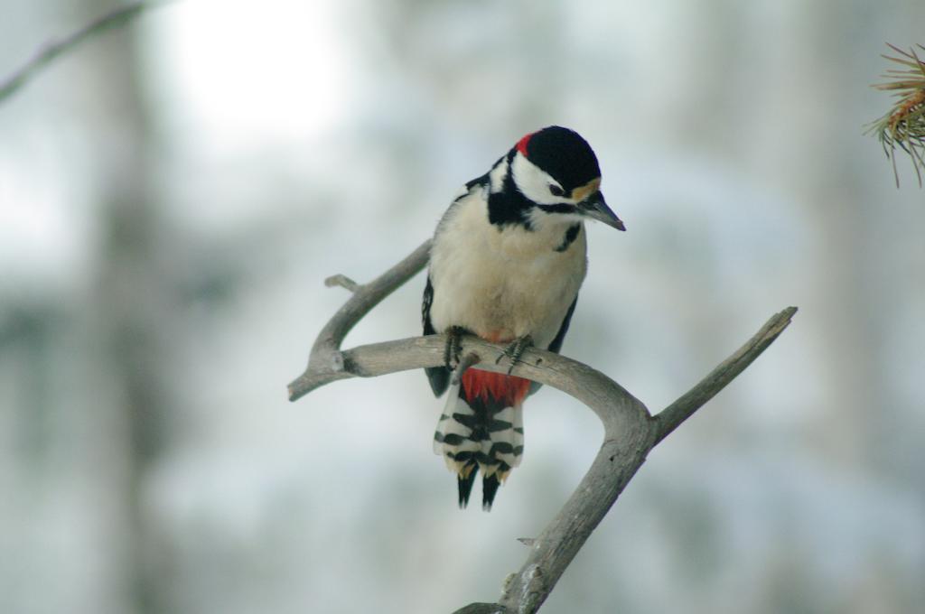 Birk Bed & Birds Bed & Breakfast Svanvik Bagian luar foto