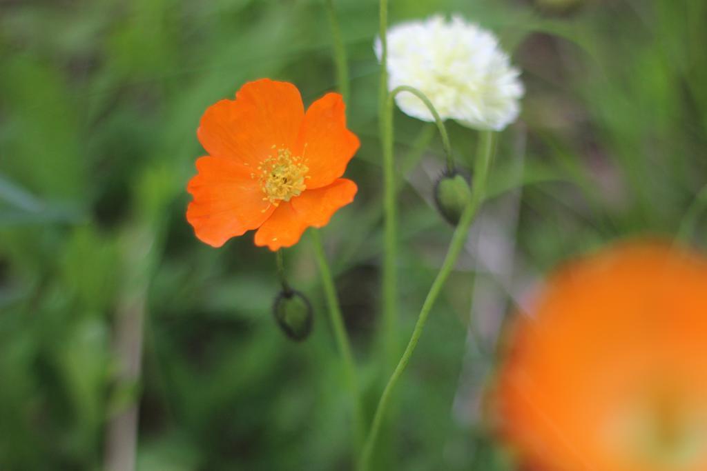 Birk Bed & Birds Bed & Breakfast Svanvik Bagian luar foto